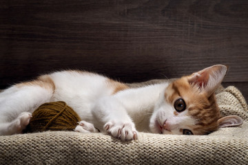 The kitten plays with a ball of yarn. Kitten funny. Cat playing fun