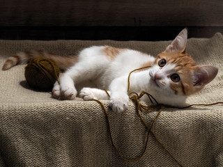 The kitten plays with a ball of yarn. Kitten funny. Cat playing fun