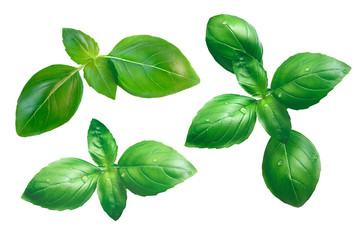 Genovese basil isolated on white