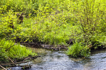 Fototapeta na wymiar Source of river among trees at spring. Springtime landscape