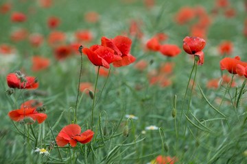 Wiese mit Mohnblumen 