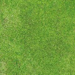 Obraz premium Green grass background. High resolution. 