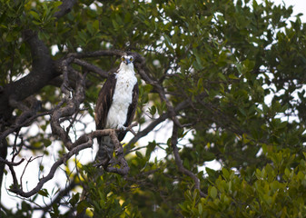 Osprey Bird looking directly into the camera