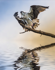 Osprey Bird holding a fish reflection in the water