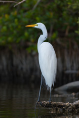 Great White Egret