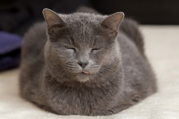 Obraz na płótnie Canvas Chartreux cat sleeping