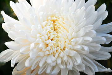 chrysanthemum flower