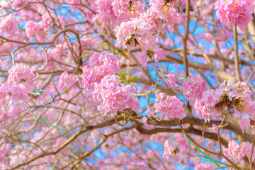 Tabebuia rosea is a Pink Flower neotropical tree