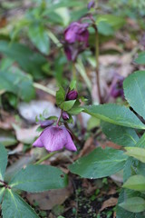 クリスマスローズ