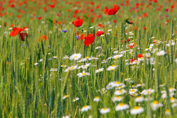Red poppy flowers in a wheat field