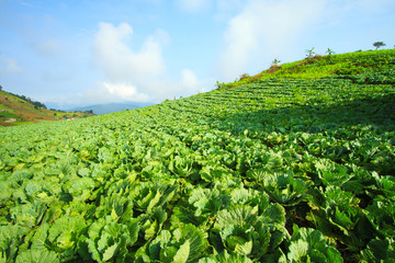 Fototapeta na wymiar Farmland cultivated cabbage.