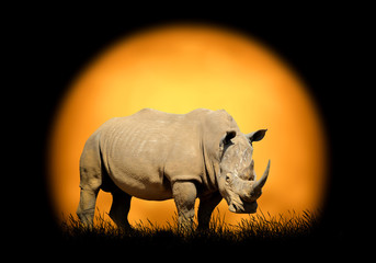Rhino on the background of sunset