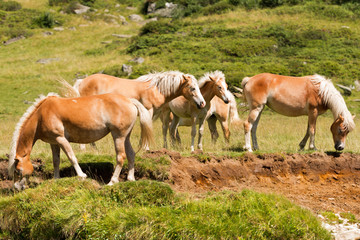 Naklejka na ściany i meble Wild horses - National Park of Adamello Brenta / Herd of horses that graze in the mountains. National Park of Adamello Brenta, Val di Fumo. Trentino Alto Adige, Italy