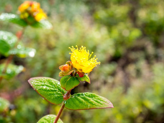 Colorful flowers on tree