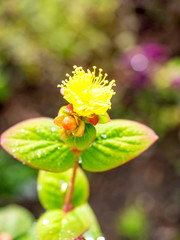 Colorful flowers on tree