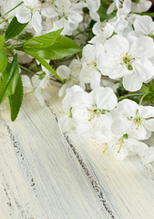 Flowering branch of cherry on old wooden board