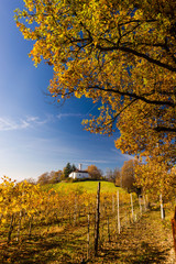 Vineyard hills in Autumn