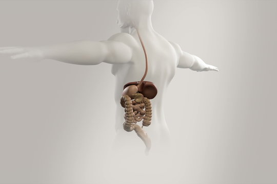 Human anatomy, body rotation showing digestive organs in chest cavity.