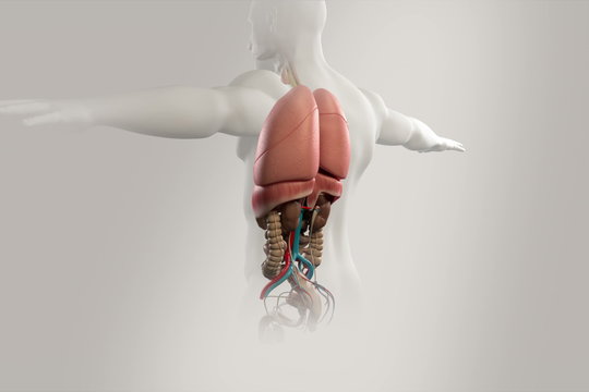 Human anatomy, body rotation showing organs in chest cavity.