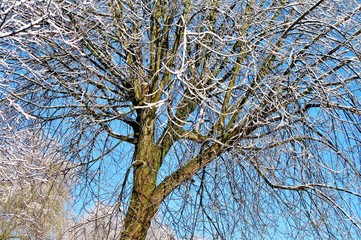 Baumkrone vor blauem Himmel