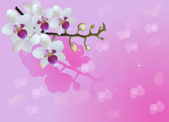 Fototapeta na wymiar white orchid blooms on pink bright background