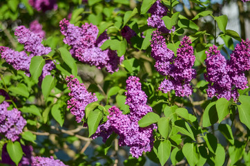 lilac bush in bloom in spring. Selectiv focus