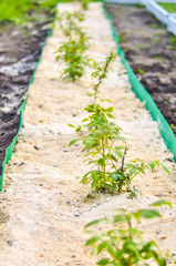 young raspberry bushes planted in a row. Selectiv focus