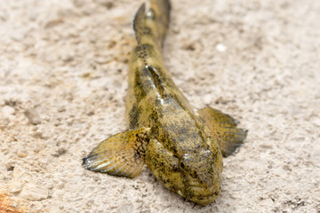 Ugly sea fish on the stone beach