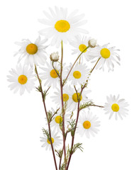 isolated bunch of four fine chamomile flowers