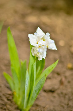 iris flower. Selectiv focus. Vintage effect