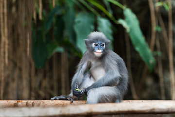 Dusky leaf monkey Spectacled langur Trachypithecus obscurus