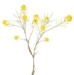 isolated on white small gold wild flowers