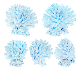 group of five cyan color polyps on white
