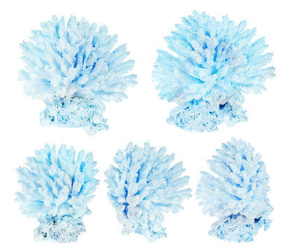 group of five cyan color polyps on white