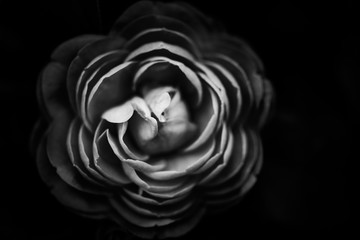 Abstract black and white flowers background