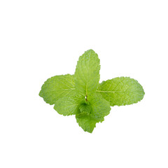 mint leaf isolated on white background