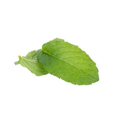mint leaf isolated on white background