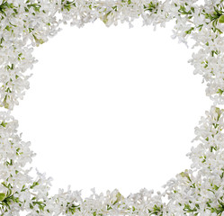 isolated white lilac flower frame