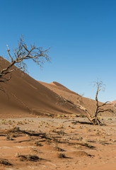 Namib Desert (near Sossusvlei)