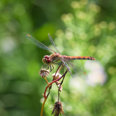Dragonfly watching you