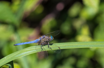 Blue Dasher dragonfly