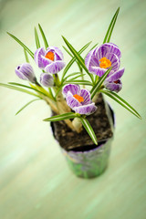 bouquet of spring purple crocus