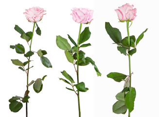 Obraz premium three light pink roses isolated on white