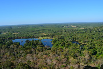 Tropical forest