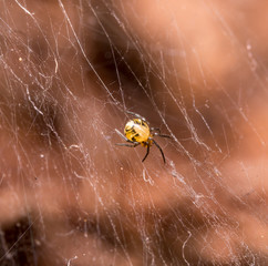 yellow spider