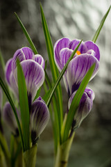 bouquet of spring purple crocus