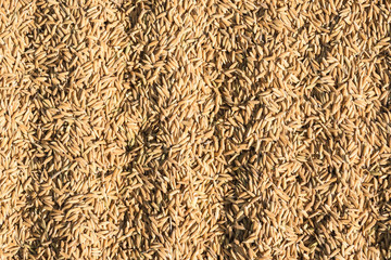 paddy rice ,brown rice