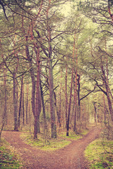 Retro toned picture of bifurcation in forest