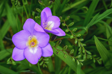 flower close-up