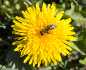 Yellow dandelion with bee